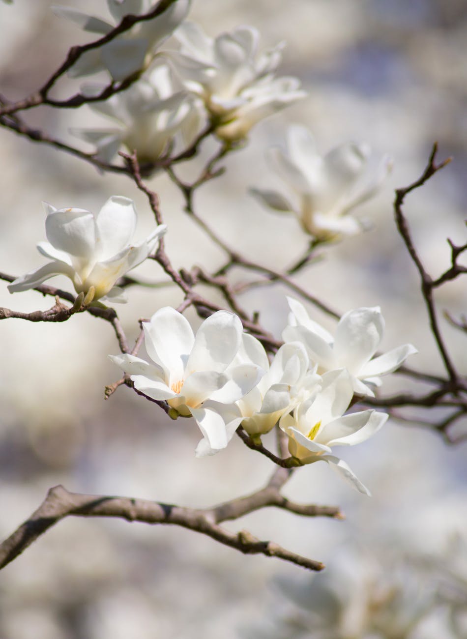 The scent of white flowers