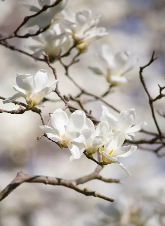 White flowers